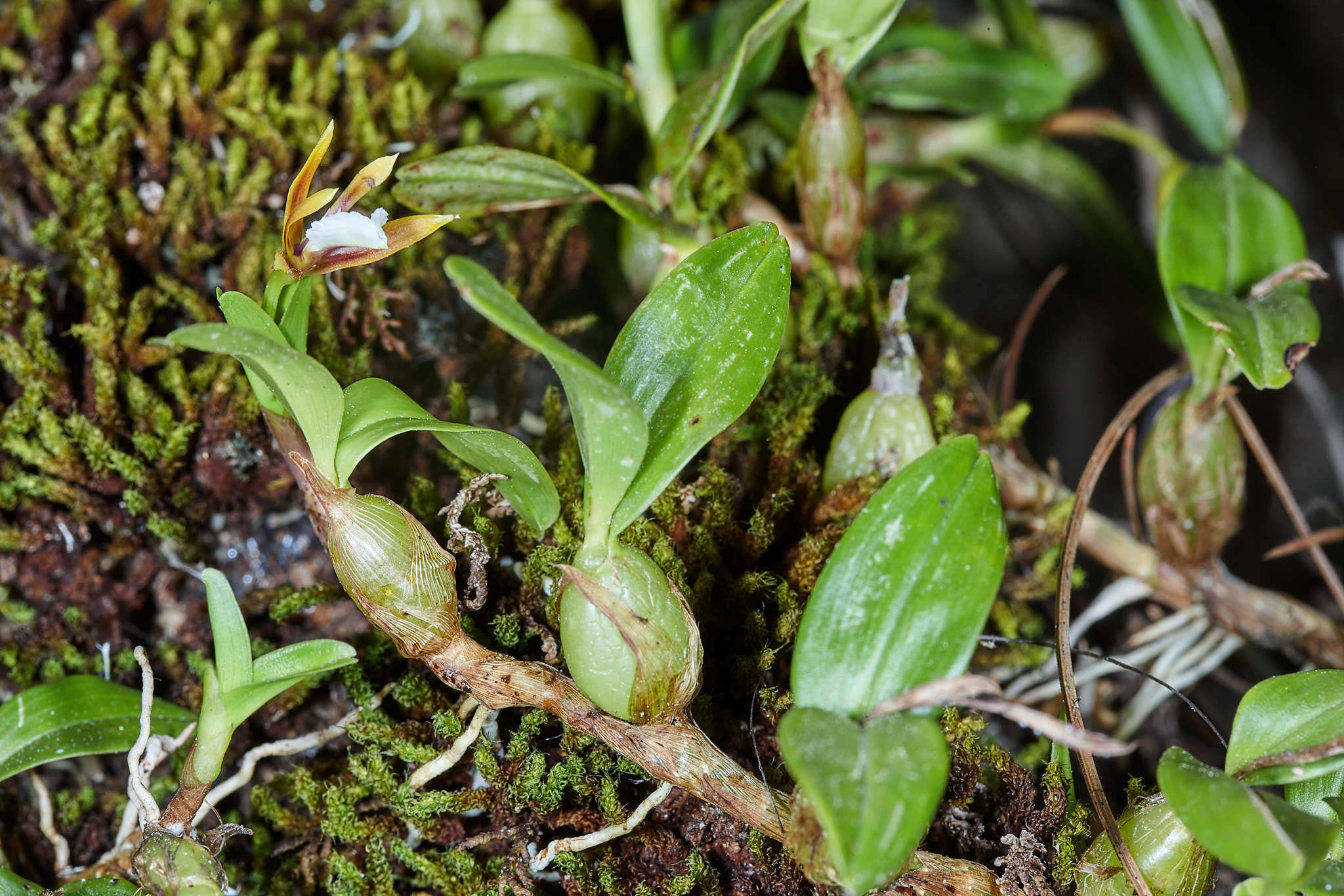 Image of Dinema polybulbon (Sw.) Lindl.