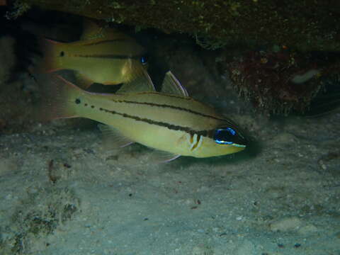 Image of Seale's cardinalfish