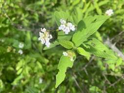 Plancia ëd Lantana sprucei Hayek