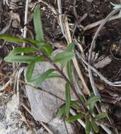 Image of Heliophila subulata Burch. ex DC.