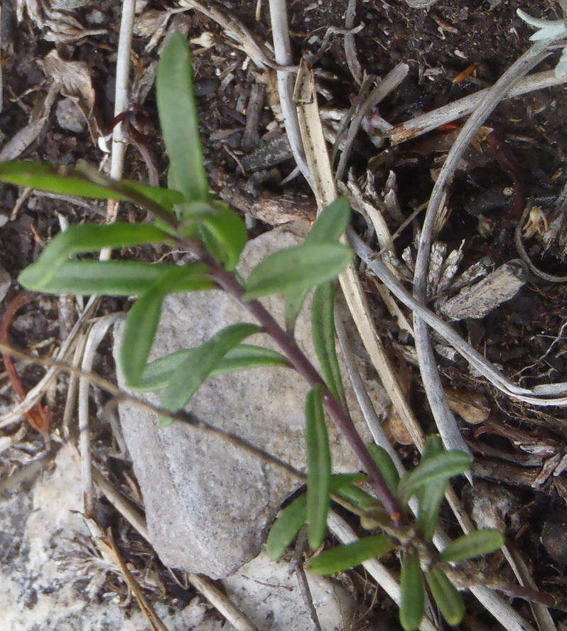 Image of Heliophila subulata Burch. ex DC.