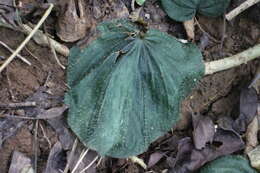 Image of Nervilia plicata (Andrews) Schltr.