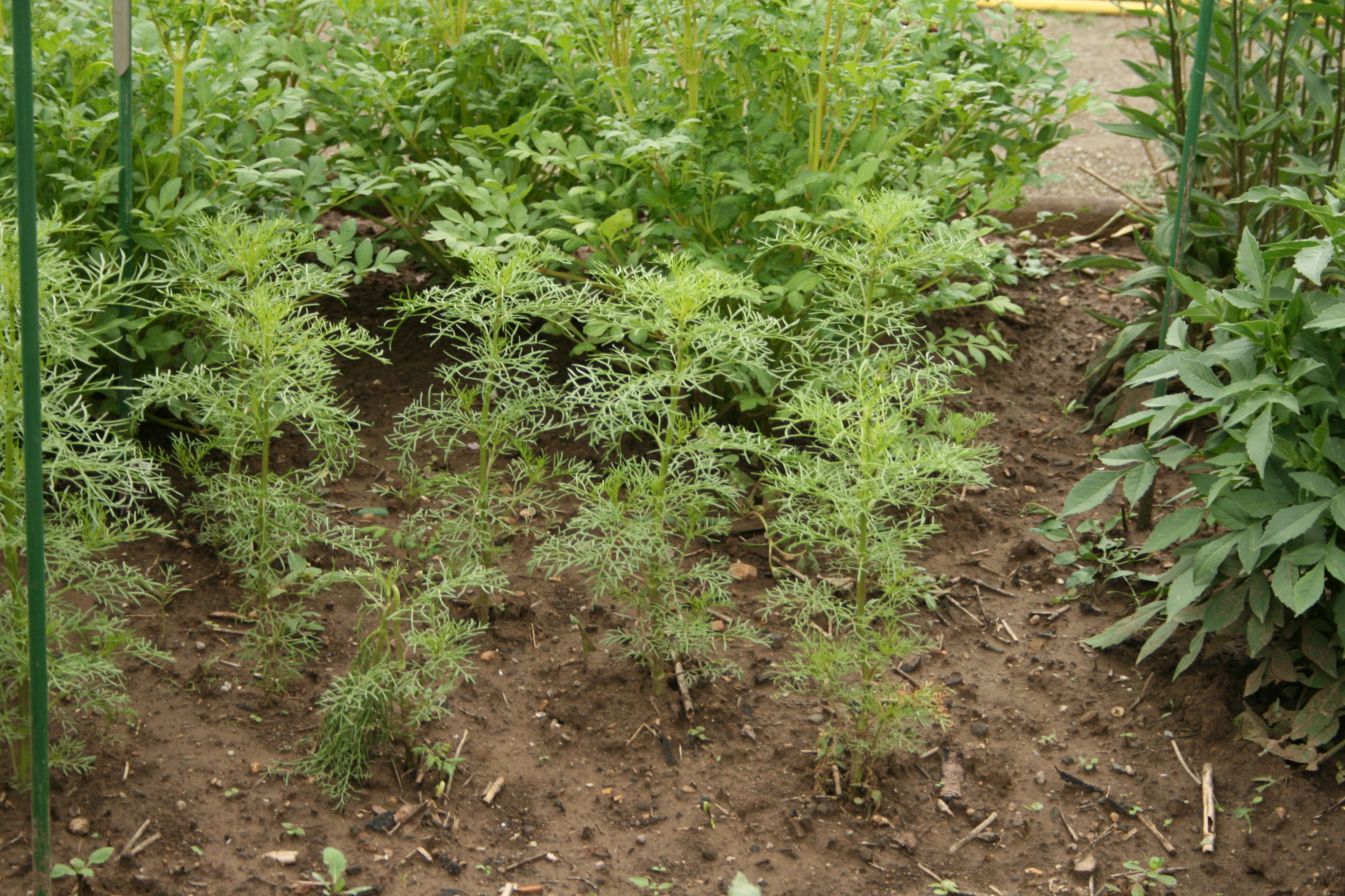 Image of garden cosmos