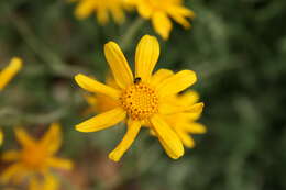 Image of Common Woolly Sunflower