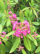 Image of sheep laurel