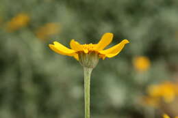 Image of Common Woolly Sunflower