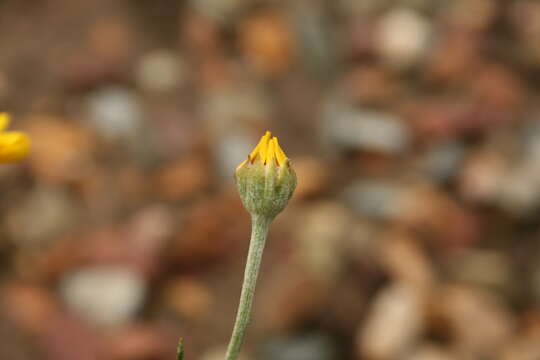 Image of Common Woolly Sunflower