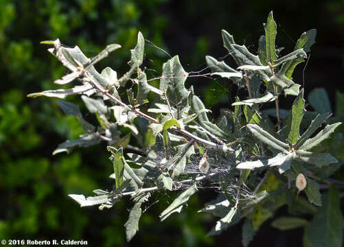 Sivun Quercus fusiformis Small kuva