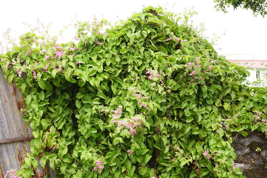 Image of antigonon