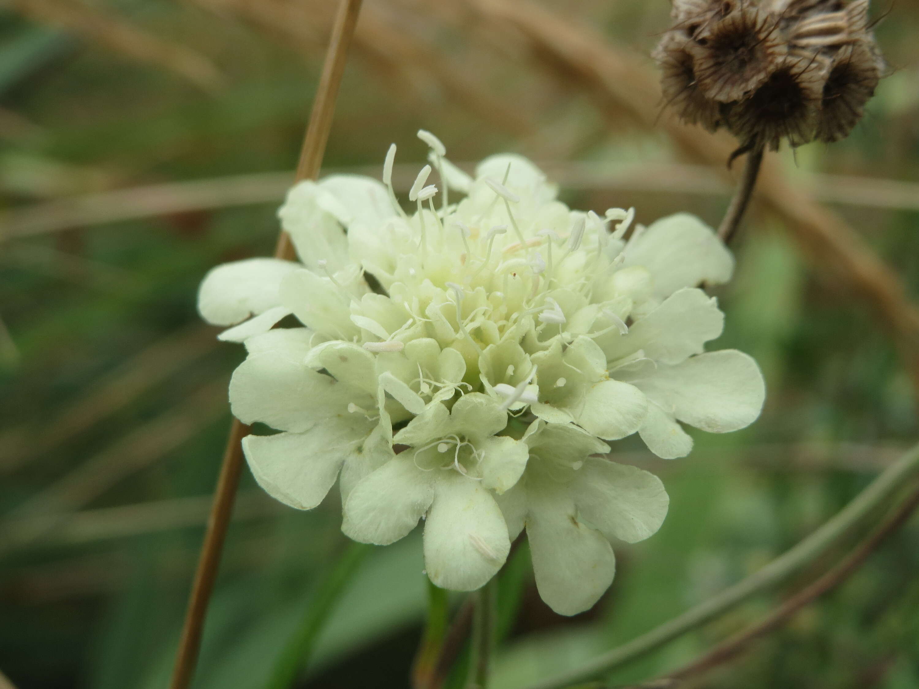 Image of cream pincushions