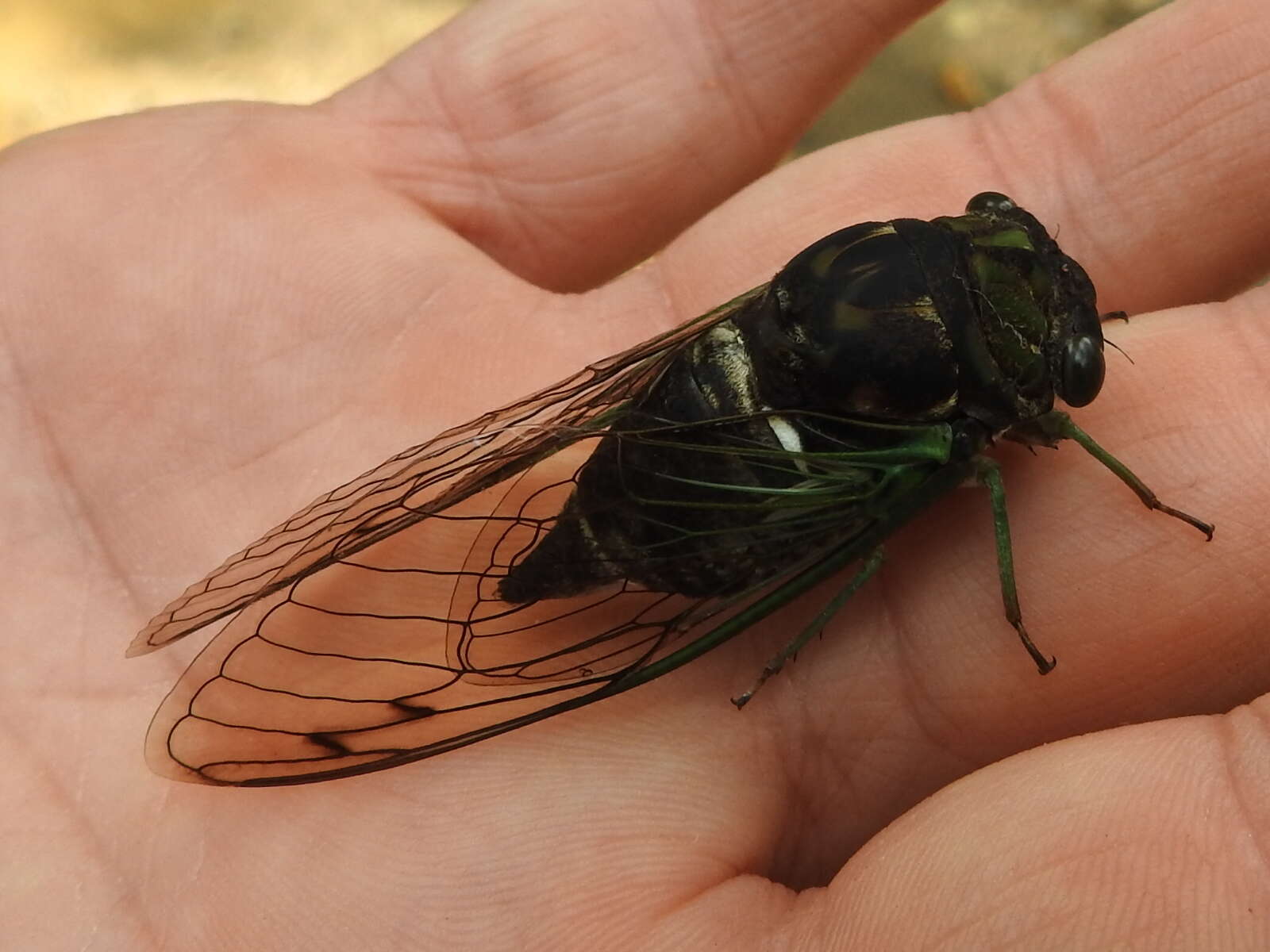 Image of Neotibicen tibicen (Linnaeus 1758)