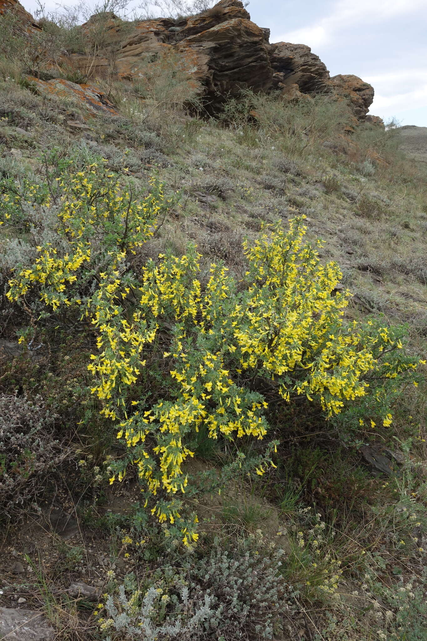 Image of Caragana bungei Ledeb.