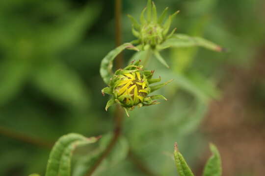 Image of woodland sunflower