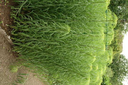 Image of willowleaf sunflower