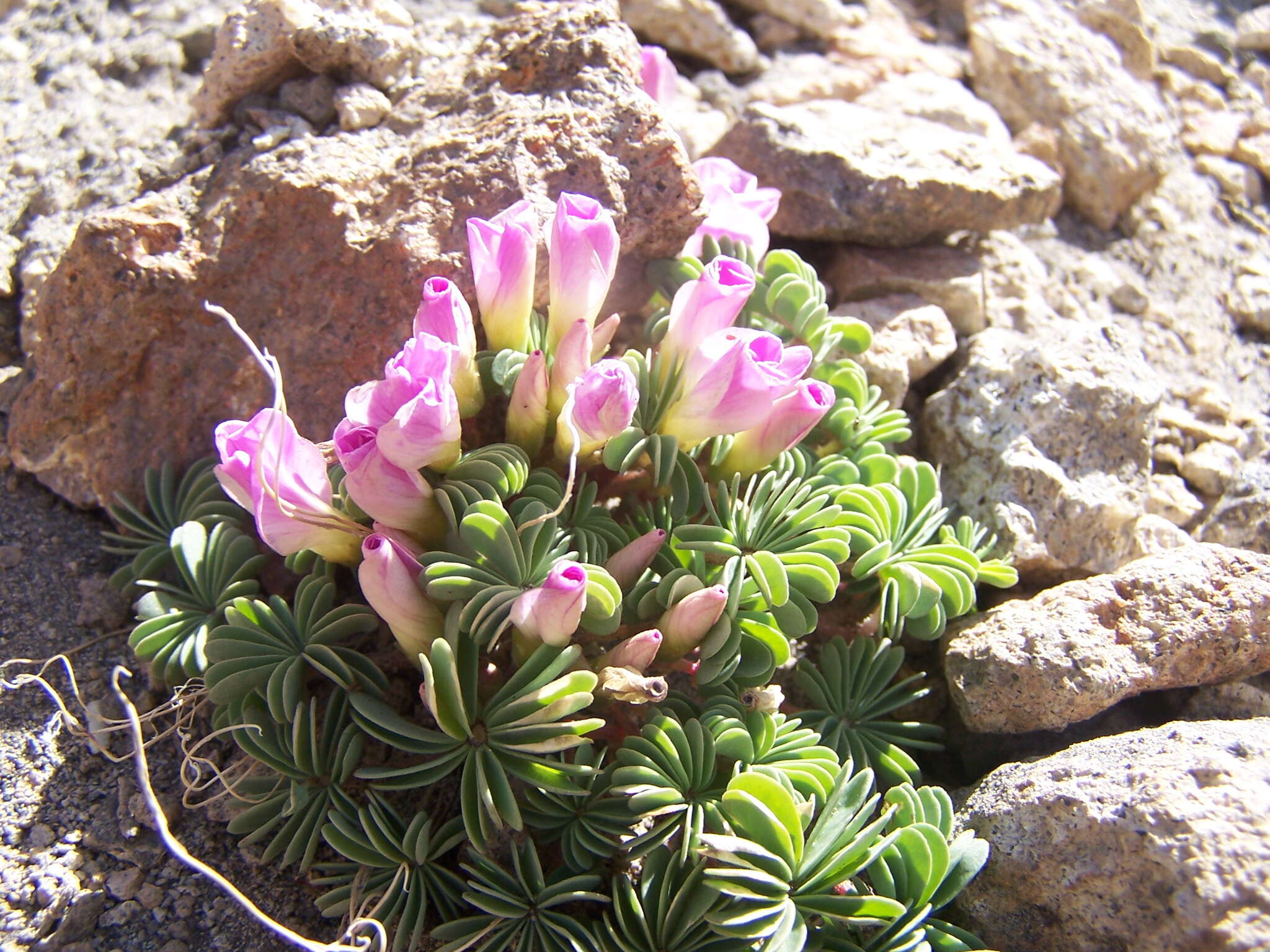 Слика од Oxalis adenophylla Gill.