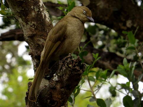 Image of Andropadus Swainson 1832