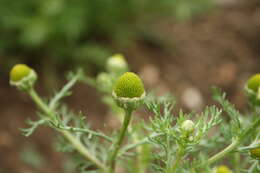 Image of disc mayweed