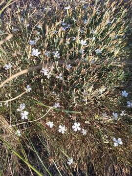 Image of Dianthus ramosissimus Pall. ex Poir.