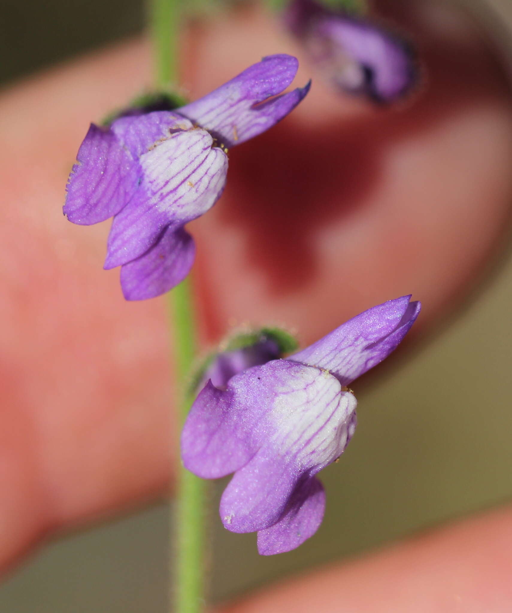 Image of violet snapdragon