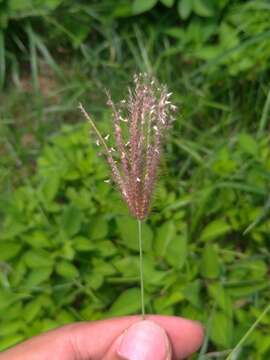 Image of swollen fingergrass