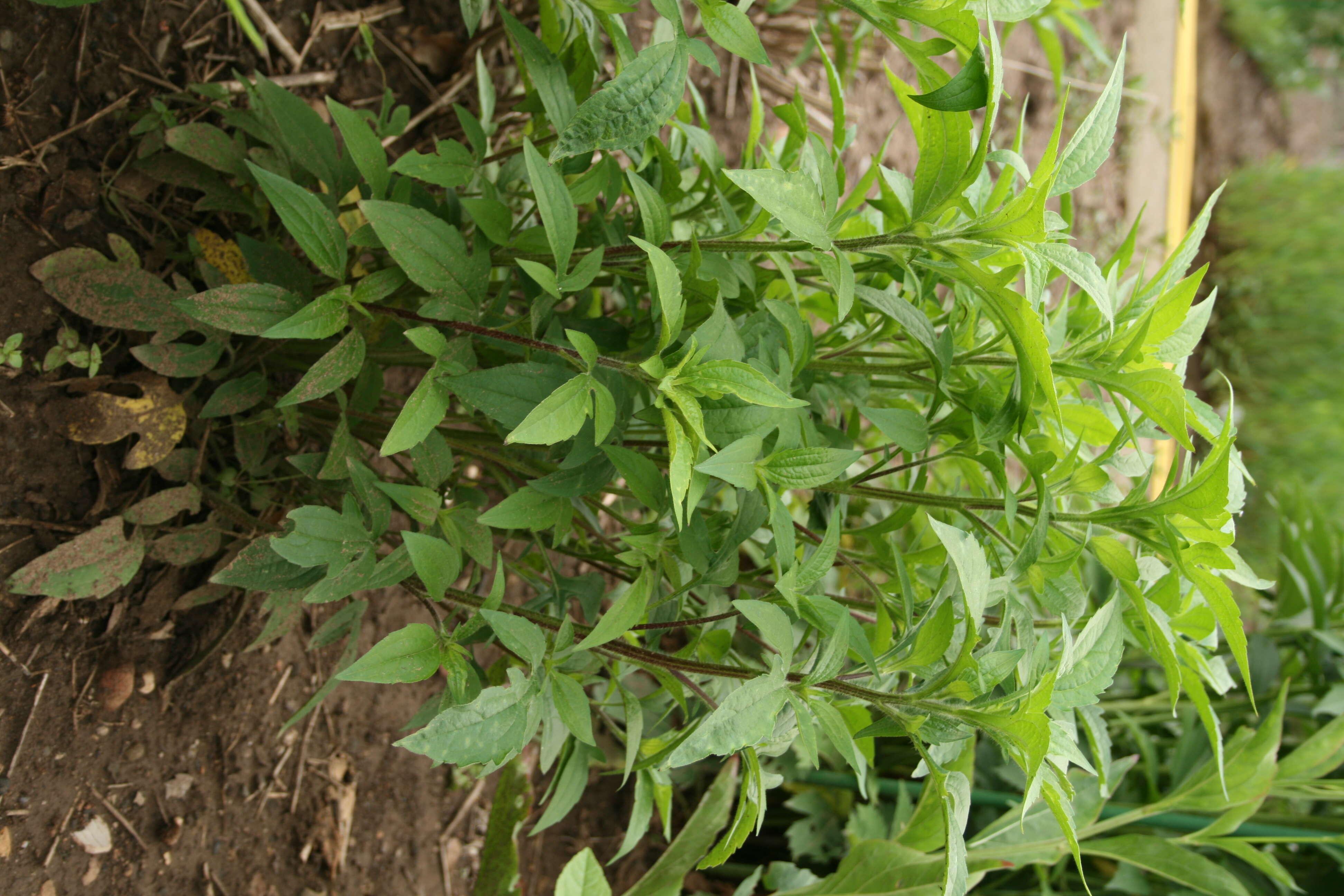 Image of browneyed Susan