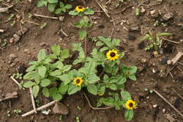 Image of Mexican creeping zinnia