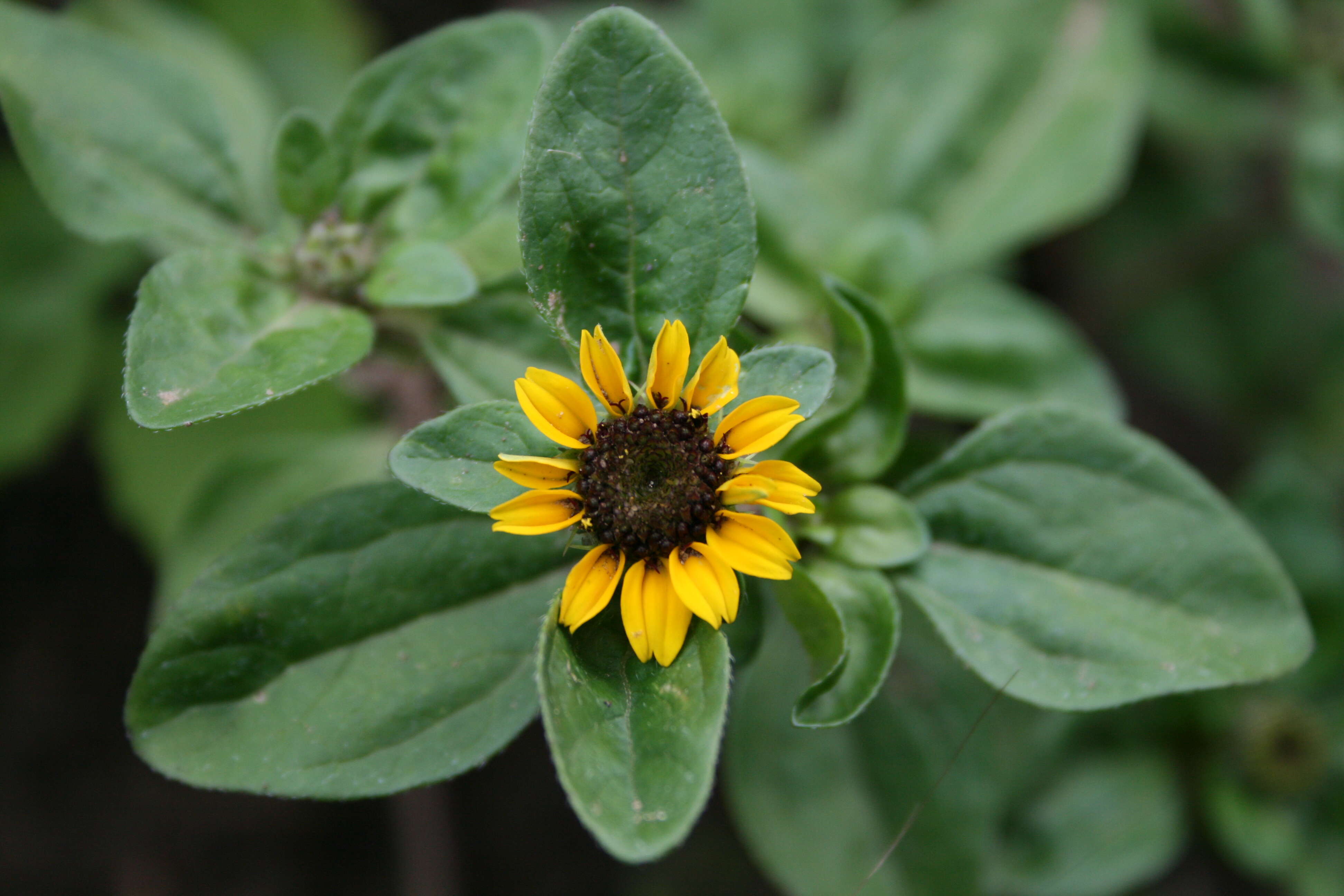 Imagem de Sanvitalia procumbens Lam.