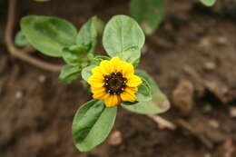 Image of Mexican creeping zinnia