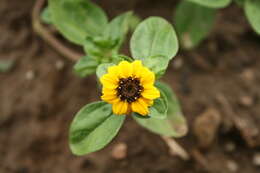 Image of Mexican creeping zinnia