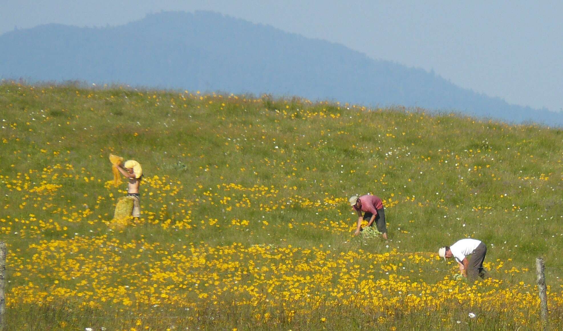 Image of mountain arnica