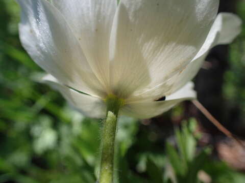 Image of Pulsatilla alpina subsp. alpina