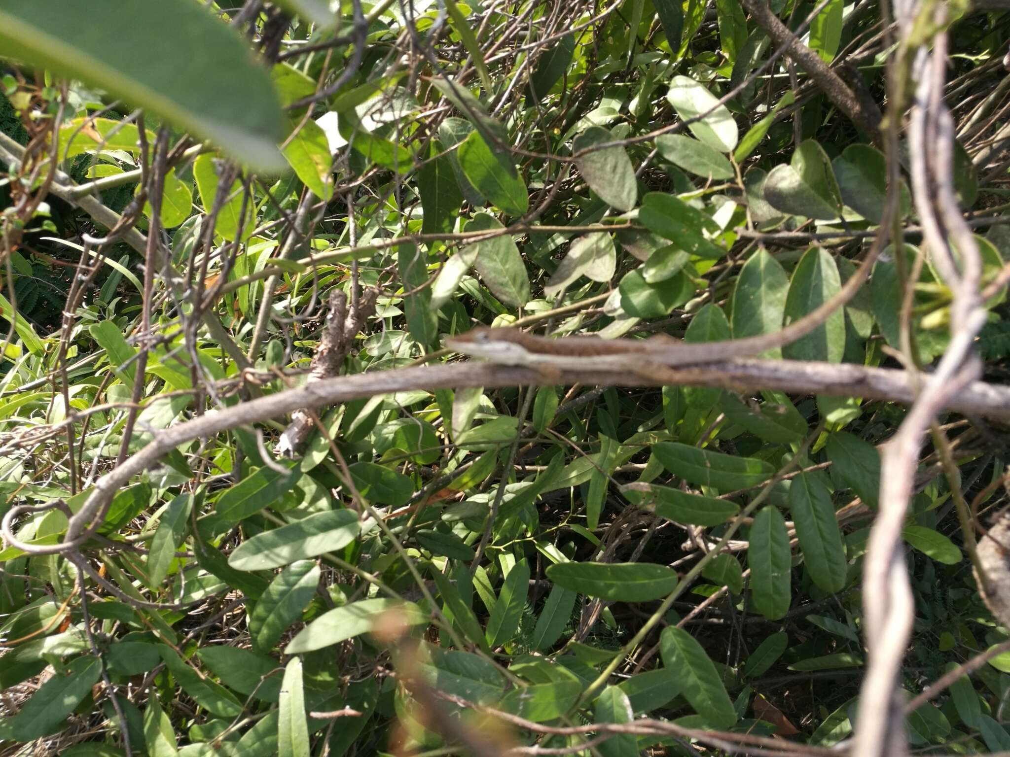 Image of Sharp-mouthed lizard