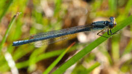 Image of Springwater Sprite