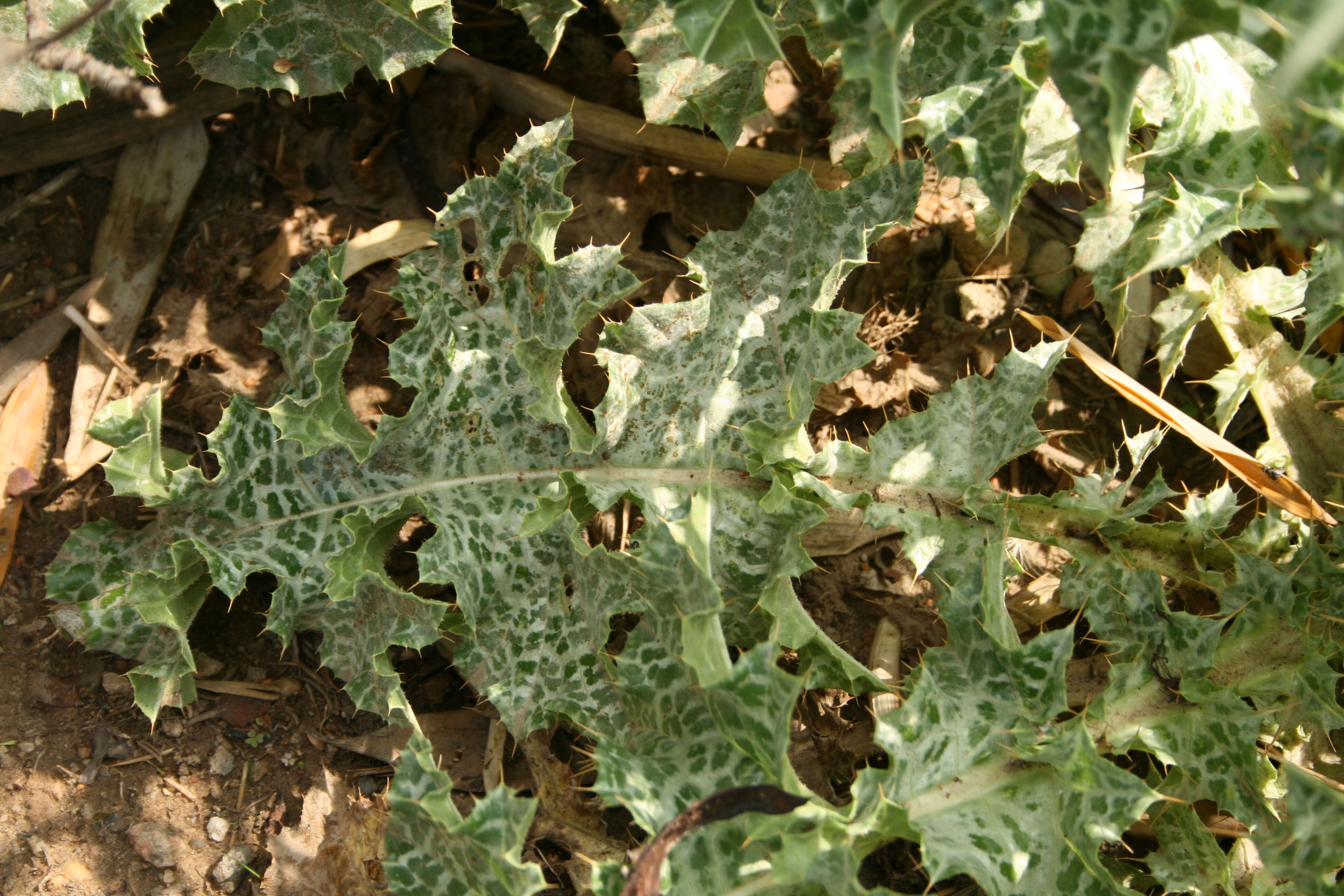 Image of Milk thistle