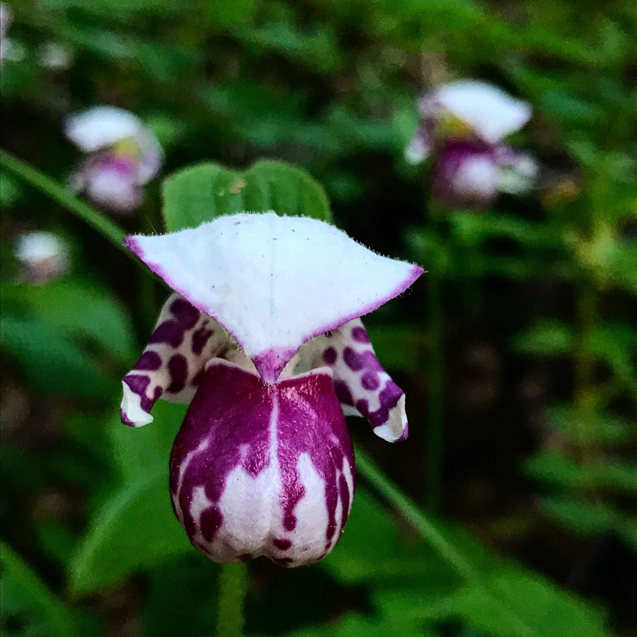 Image of Spotted lady's slipper