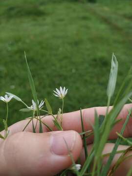 Image of Stellaria hebecalyx Fenzl