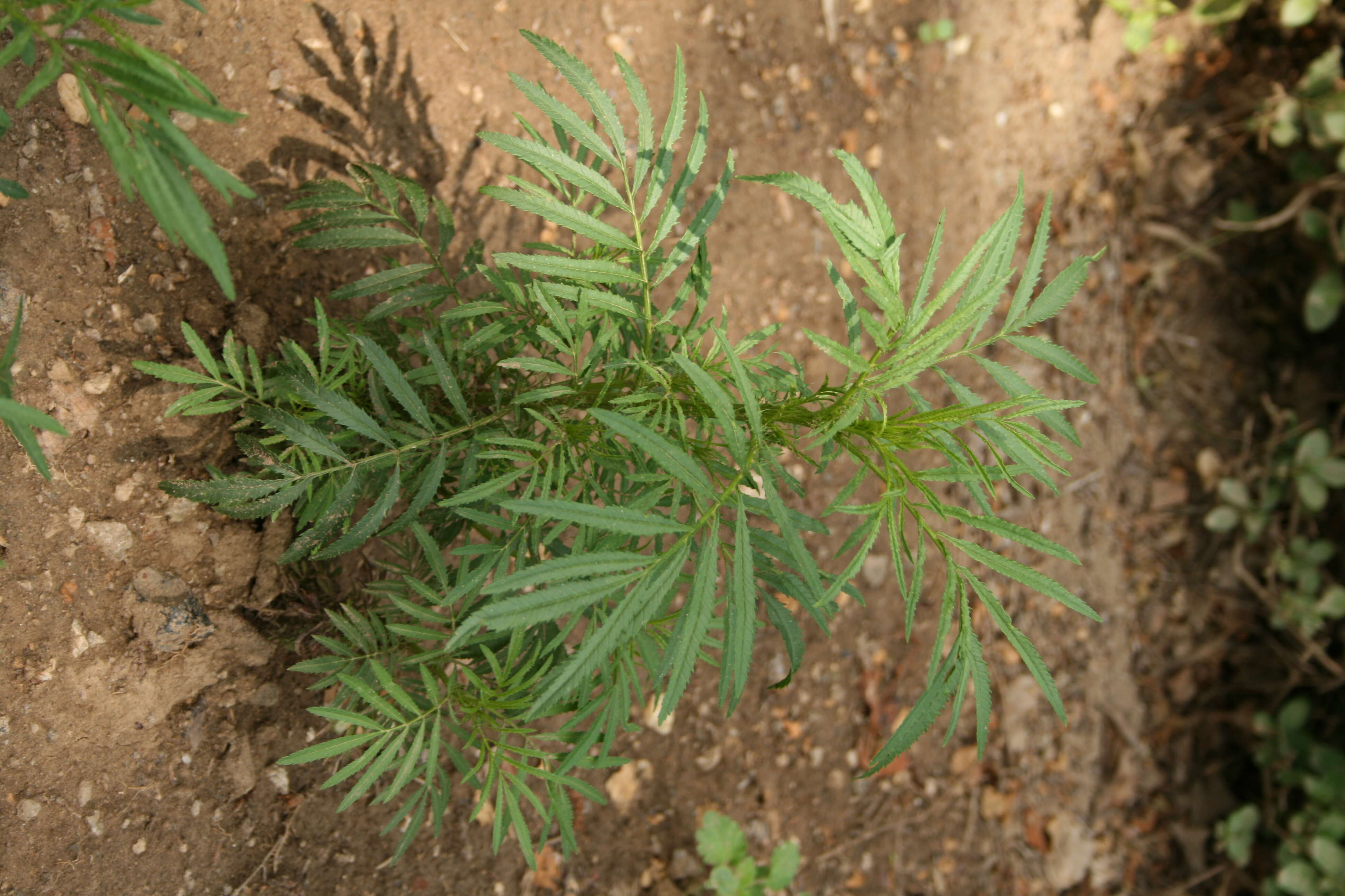 Tagetes minuta L. resmi