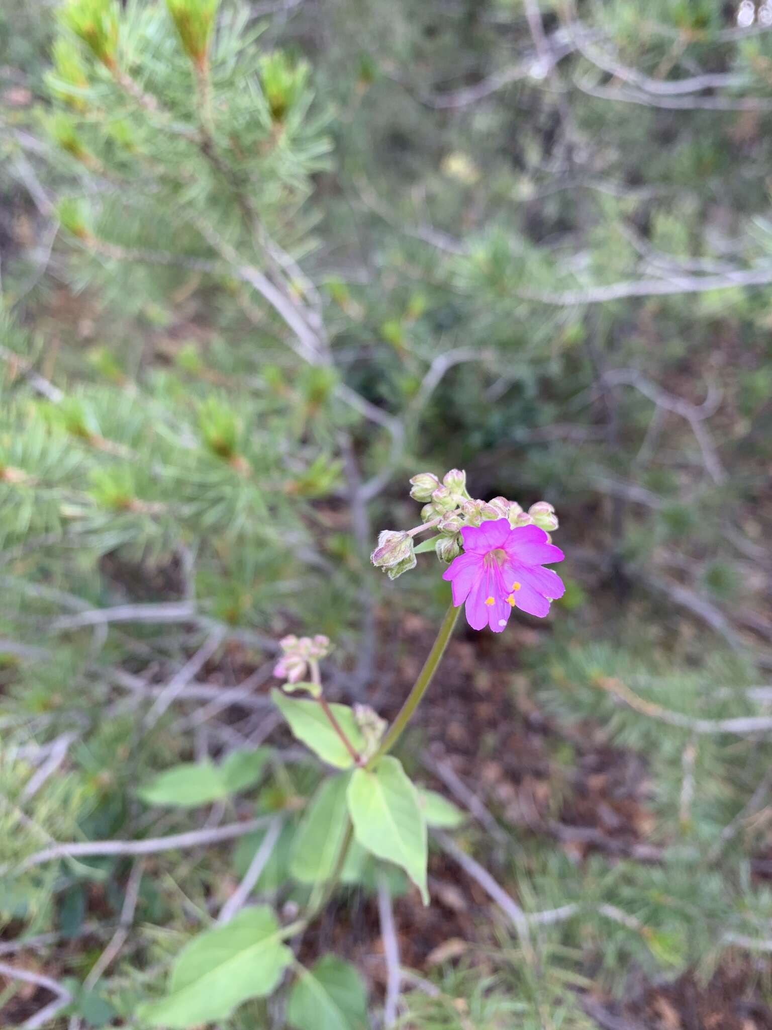 Mirabilis decipiens (Standl.) Standl. resmi