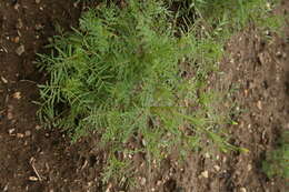 Tagetes tenuifolia Cav. resmi