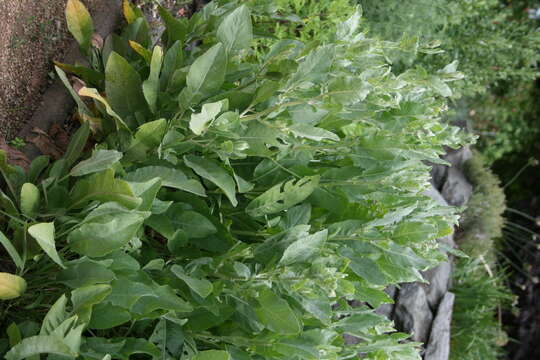 Image of Alecost or Balsam Herb