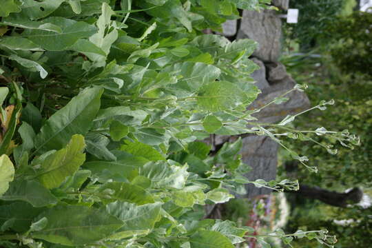 Image of Alecost or Balsam Herb