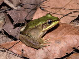 Image of Lithobates bwana (Hillis & de Sá 1988)