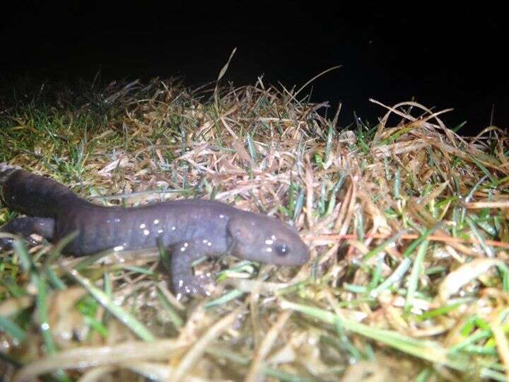 Plancia ëd Ambystoma jeffersonianum (Green 1827)