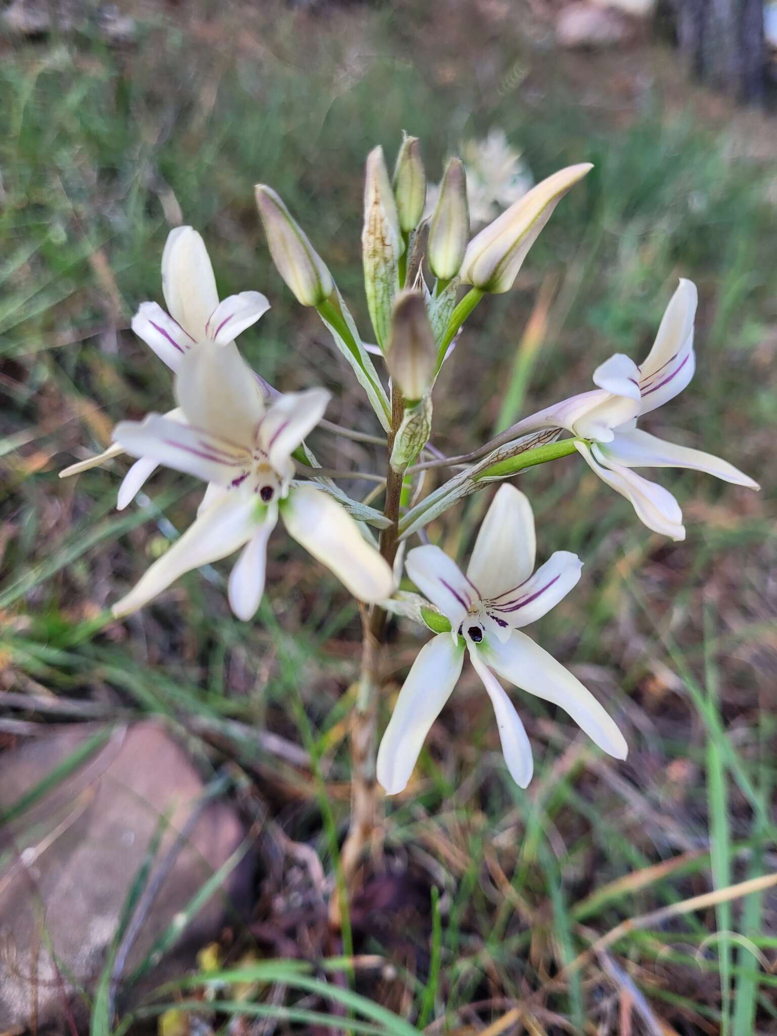 Image of Disa harveyana subsp. longicalcarata S. D. Johnson & H. P. Linder