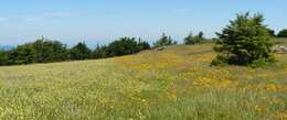 Image of mountain arnica