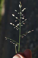 صورة Eragrostis unioloides (Retz.) Nees ex Steud.