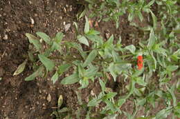 Image of Peruvian zinnia