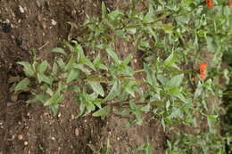 Image of Peruvian zinnia