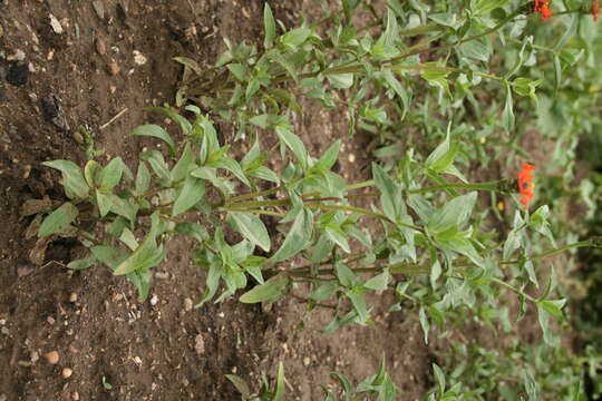 Image of Peruvian zinnia