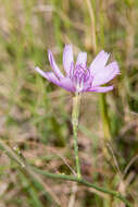 Image of Texas skeletonplant